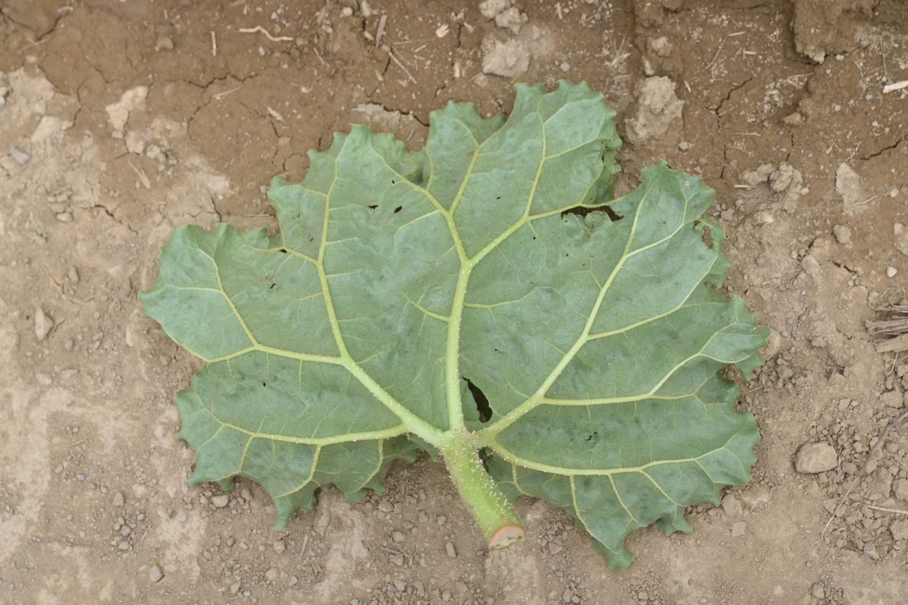 Image of Rheum ribes specimen.