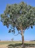 Eucalyptus camaldulensis. Взрослое дерево. Португалия, г. Лиссабон, в культуре. 10.08.2025.