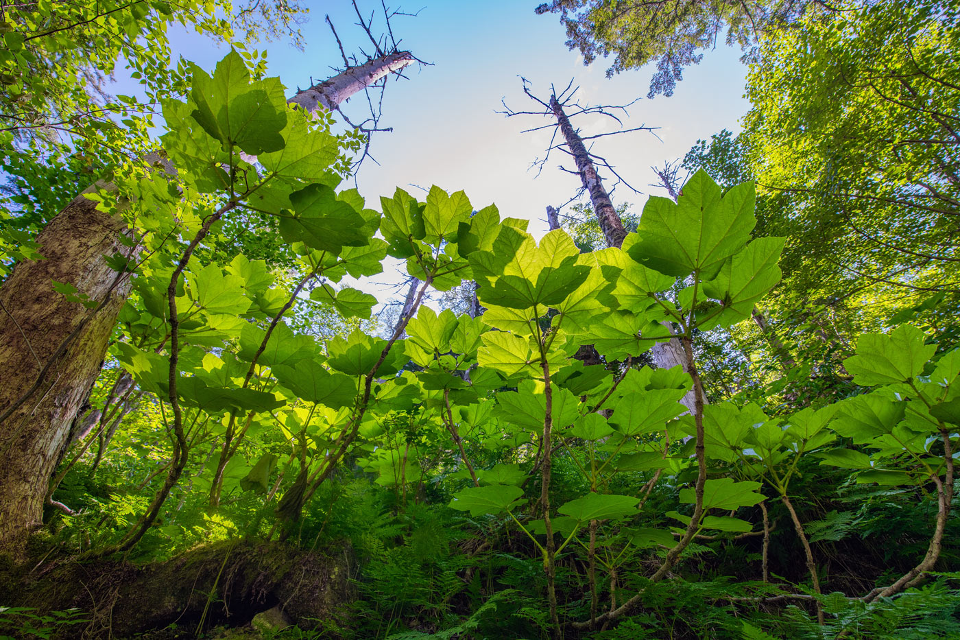 Image of Oplopanax elatus specimen.