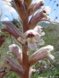 Orobanche callieri. Часть соцветия. Крым, Байдарская долина, окр. с. Тыловое. 20.05.2010.