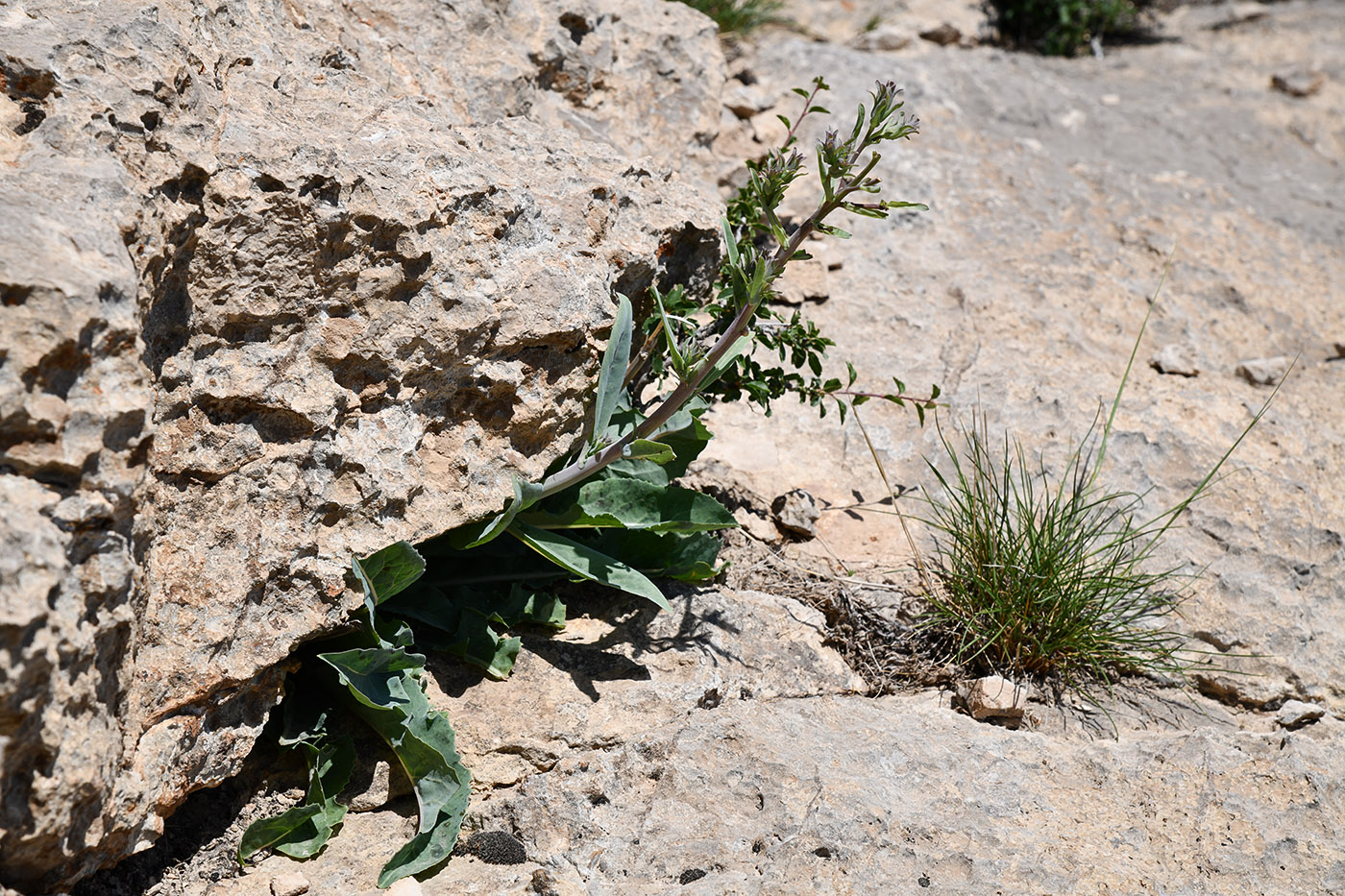 Изображение особи Steptorhamphus crambifolius.