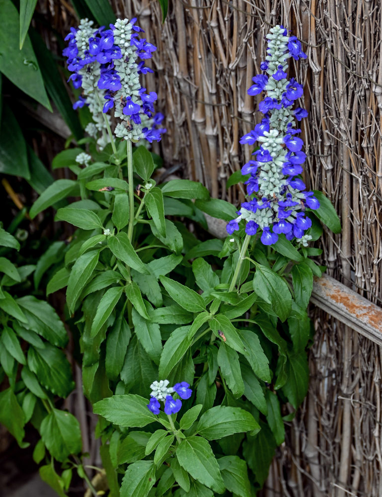 Изображение особи Salvia farinacea.