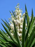 Yucca gigantea. Соцветие и верхушки листьев. Португалия, округ Лейрия, пос. Обидуш, в культуре. 07.08.2025.