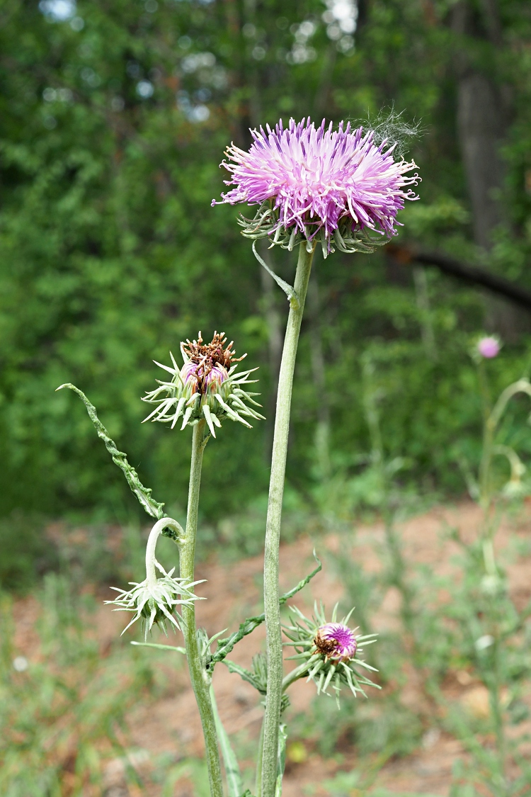 Image of Jurinea cyanoides specimen.
