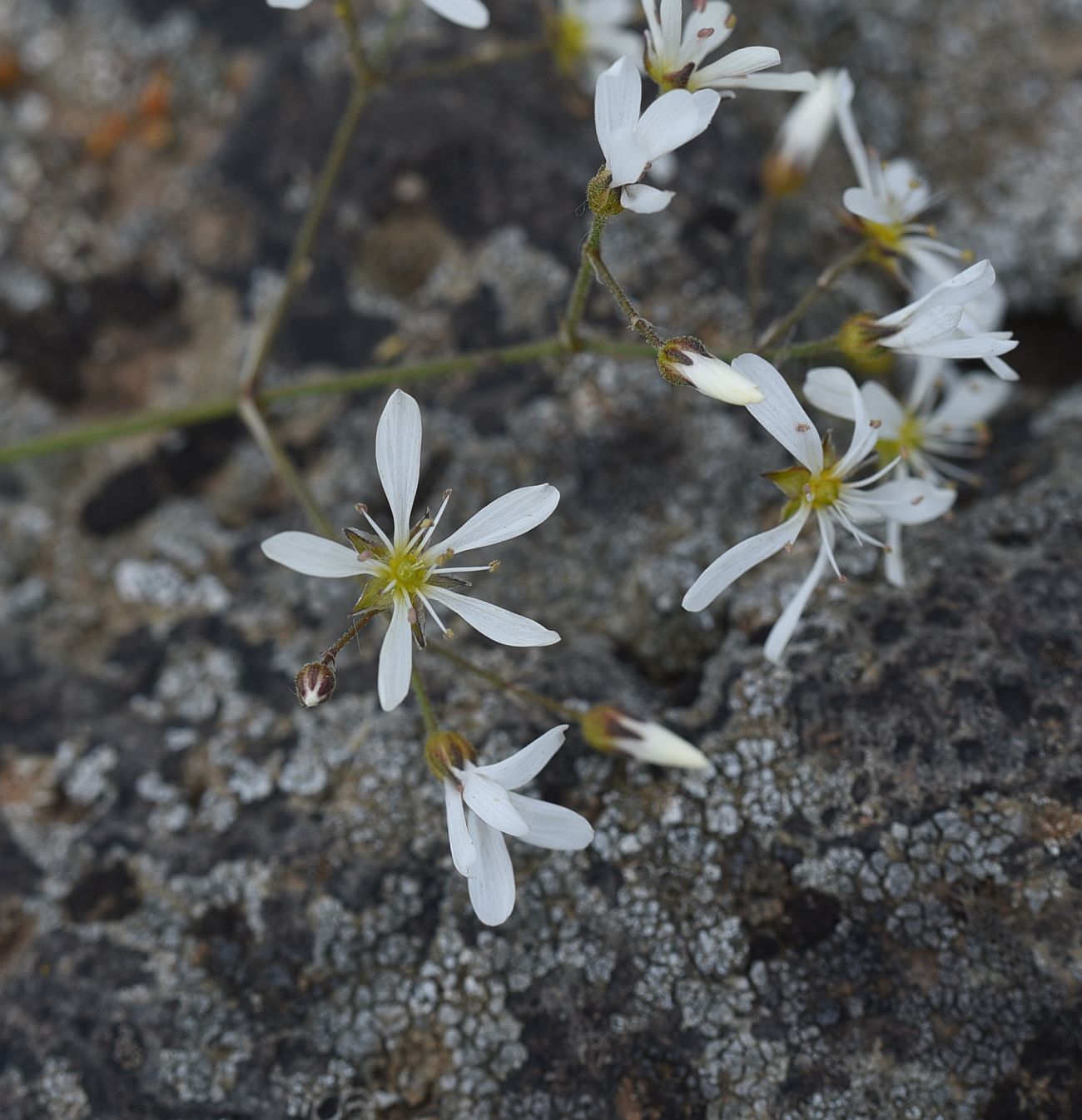 Image of Eremogone gypsophiloides specimen.