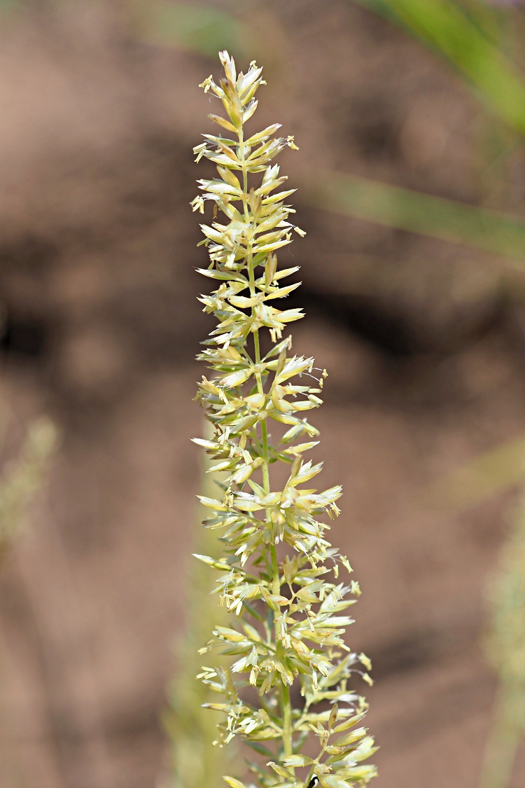 Изображение особи Koeleria glauca.