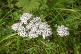 Achillea millefolium