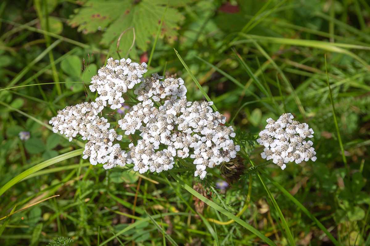 Image of Achillea millefolium specimen.