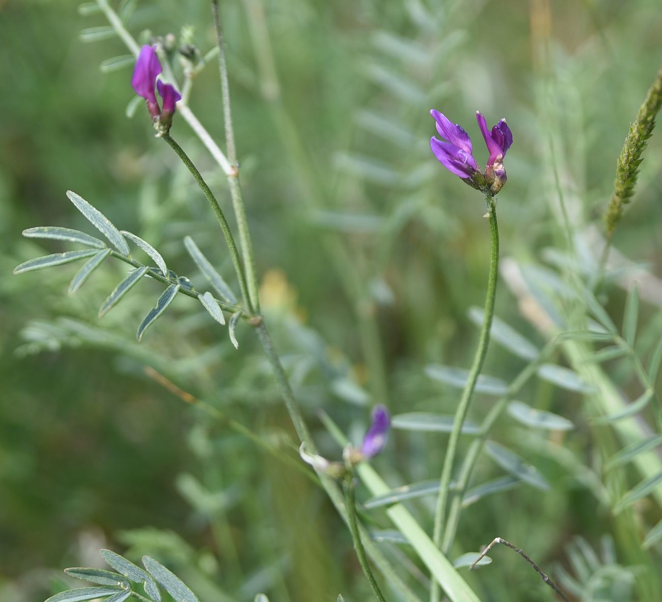 Image of genus Astragalus specimen.