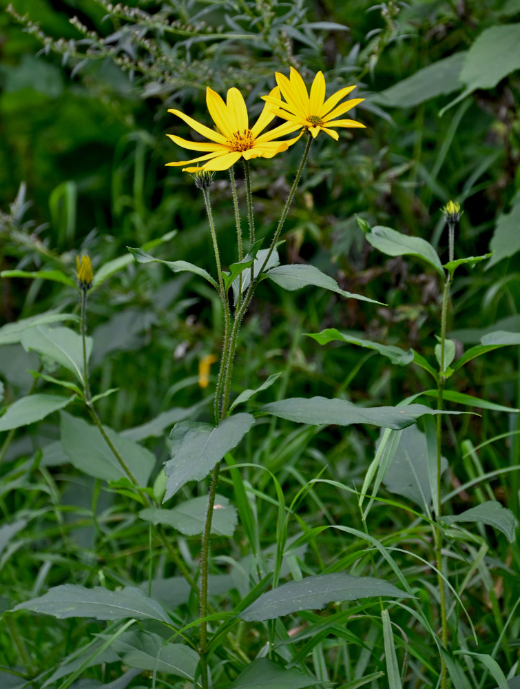 Image of Helianthus tuberosus specimen.