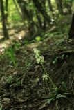 Orchis provincialis