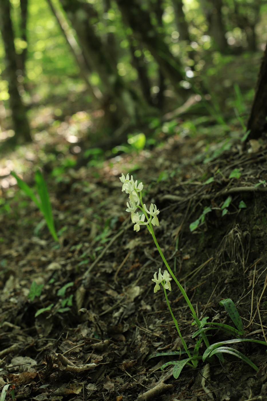 Image of Orchis provincialis specimen.
