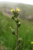 Linaria simplex