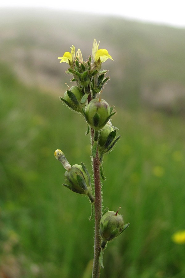 Изображение особи Linaria simplex.