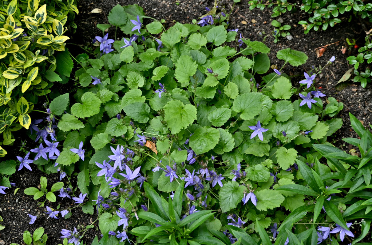 Image of Campanula garganica specimen.