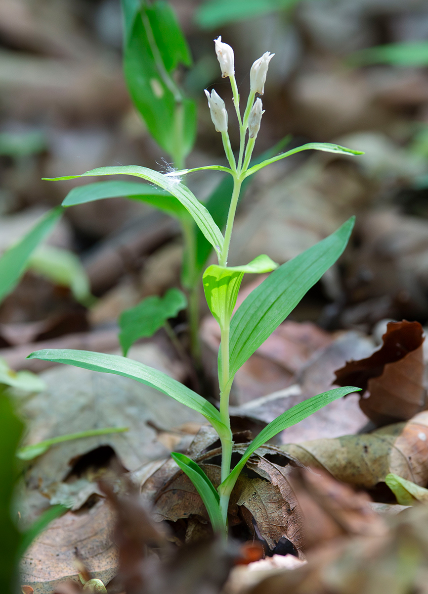 Изображение особи Cephalanthera longibracteata.