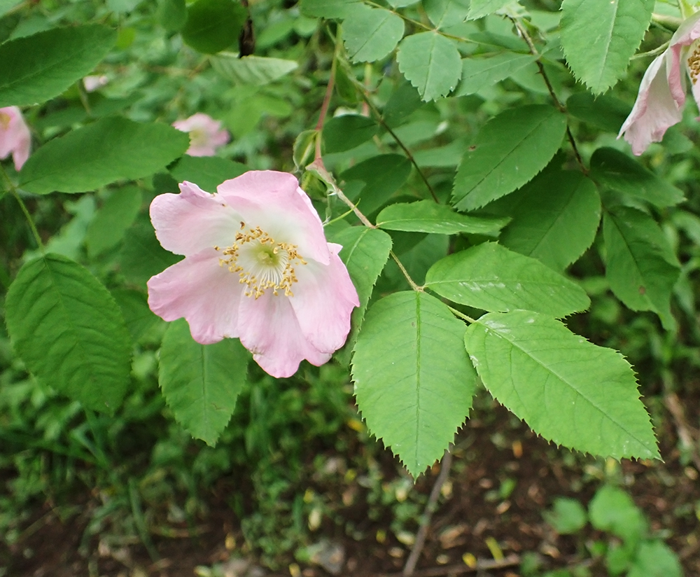 Image of Rosa acicularis specimen.