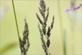 семейство Poaceae. Часть соцветия. Московская обл., Раменский р-н, окр. дер. Хрипань, садовый участок. 06.06.2026.