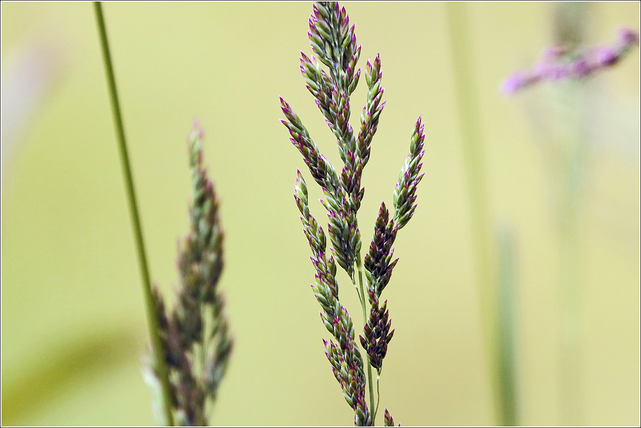 Image of familia Poaceae specimen.