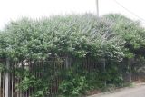 Vitex agnus-castus