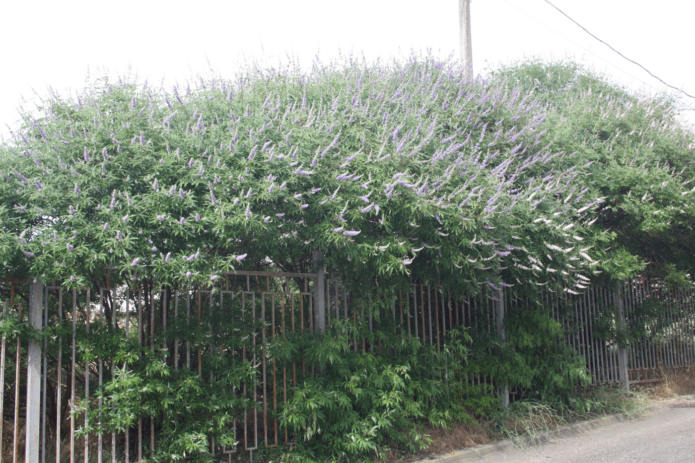 Image of Vitex agnus-castus specimen.