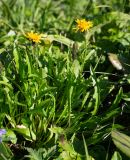Crepis burejensis. Цветущее растение. Хабаровский край, р-н имени Лазо, массив горы Ко, выс. ≈ 1750 м н.у.м., высокогорная лужайка на месте снежника. 02.08.2026.