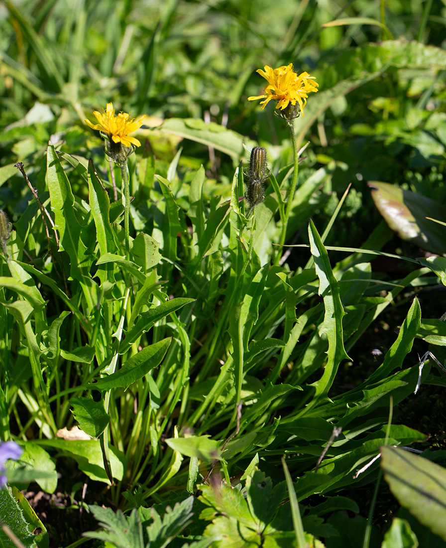 Image of Crepis burejensis specimen.