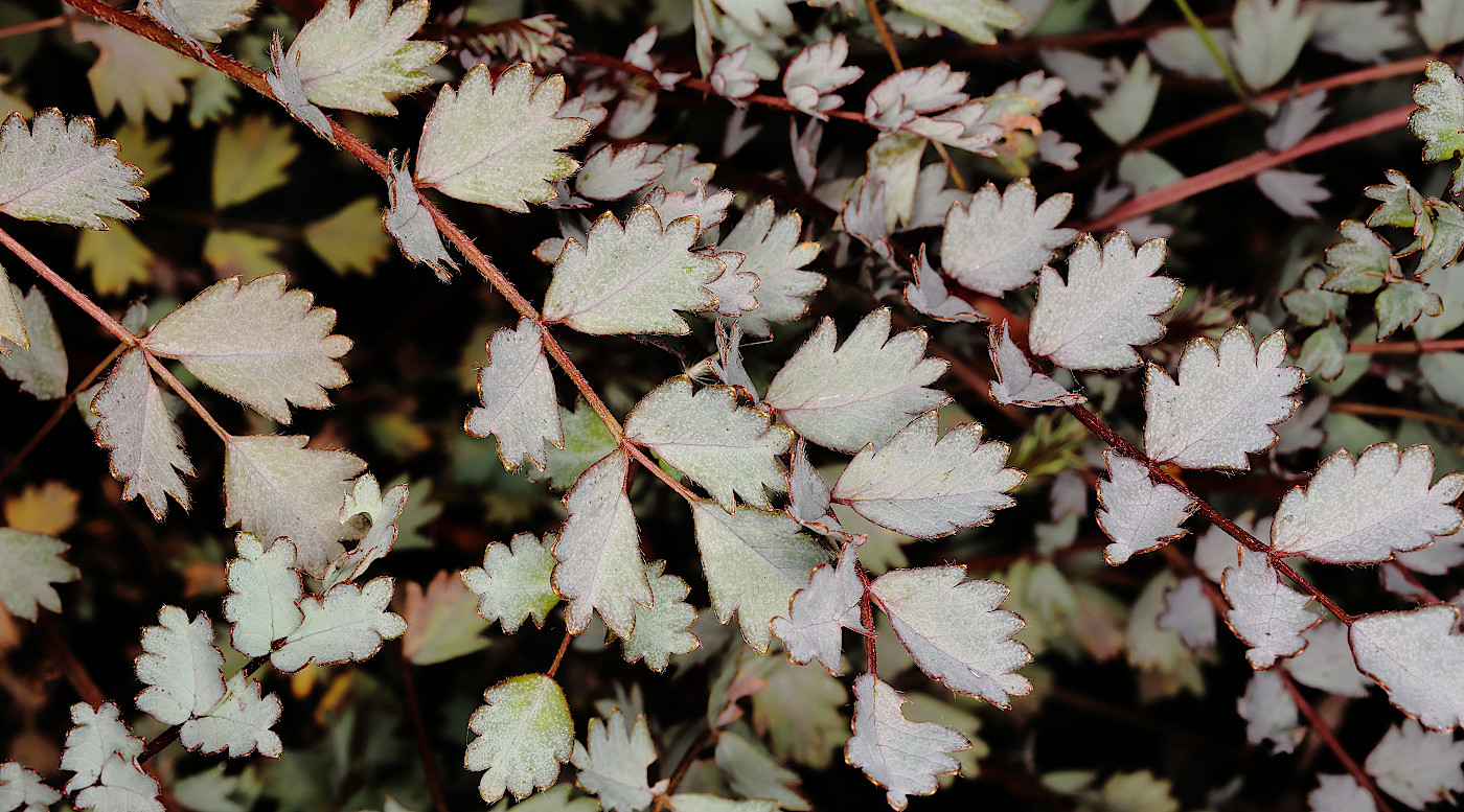 Image of Acaena buchananii specimen.