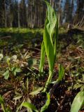 Milium effusum