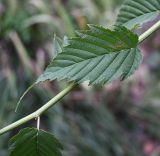 Kerria japonica variety pleniflora. Часть побега с листом. Краснодарский край, г. Горячий Ключ, палисадник. 16.08.2026.