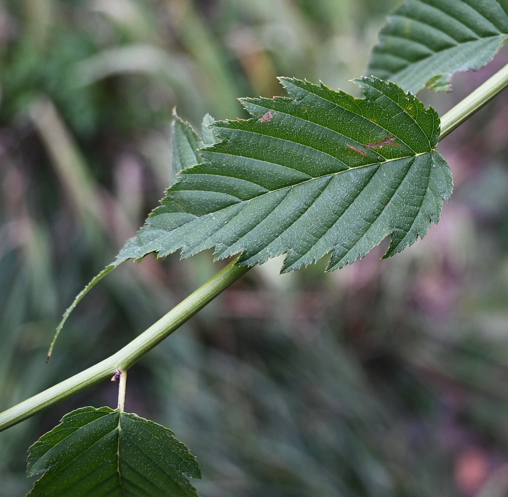 Image of Kerria japonica var. pleniflora specimen.