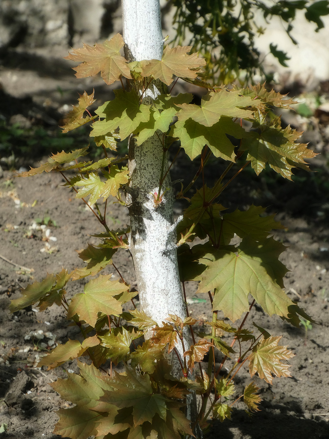 Image of Acer platanoides specimen.