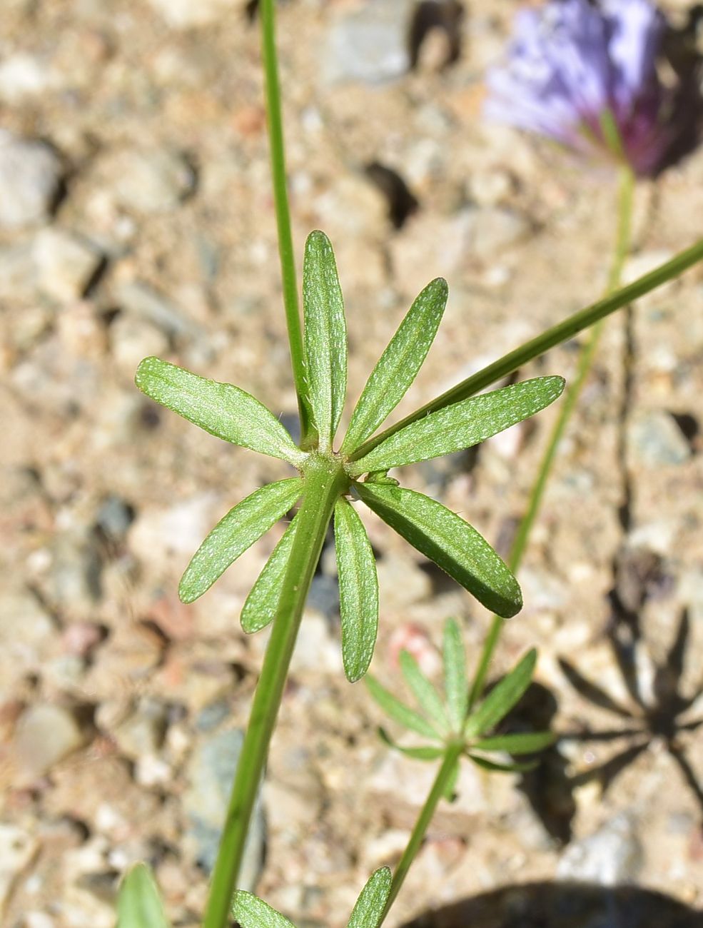 Изображение особи семейство Rubiaceae.