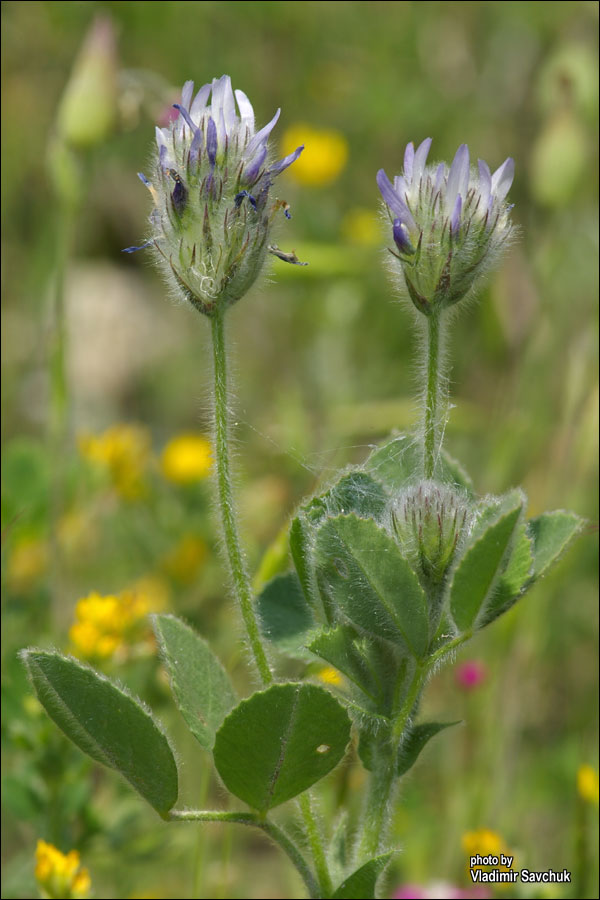 Image of Trigonella rotundifolia specimen.