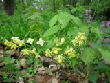 Epimedium × versicolor. Цветущее растение. Украина, Киев, Национальный ботанический сад, ботанико-географический участок кавказской флоры. 05.05.2011.