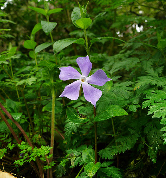 Image of Vinca pubescens specimen.