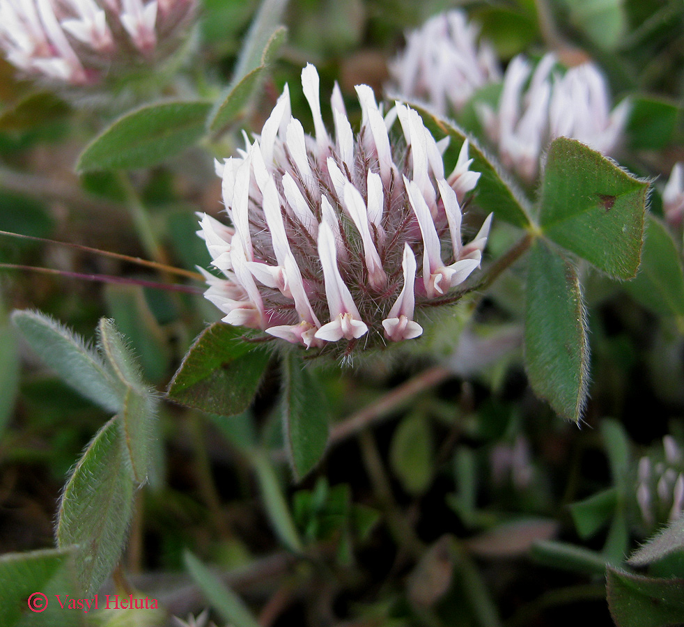 Изображение особи Trifolium hirtum.