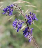 Salvia nutans