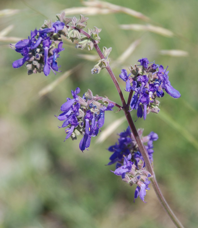 Изображение особи Salvia nutans.