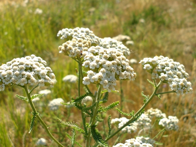 Image of Achillea setacea specimen.