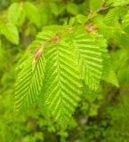 Carpinus orientalis. Листья. Краснодарский край, Новороссийск, Черноморское побережье Кавказа, Шесахрис, шибляковые заросли. 09.05.2011.