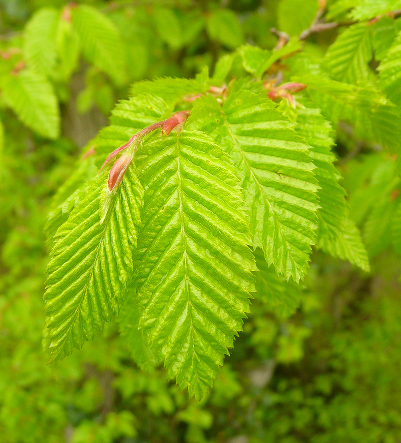 Изображение особи Carpinus orientalis.