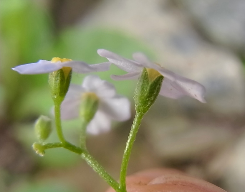 Изображение особи род Myosotis.