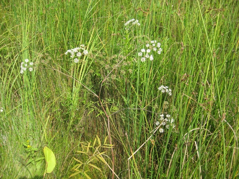 Image of Cicuta virosa specimen.