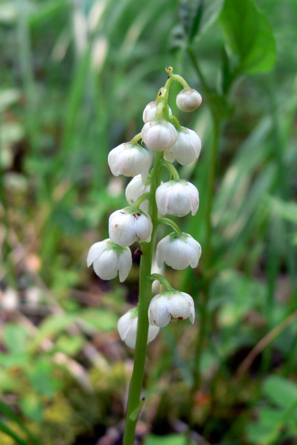 Image of Pyrola minor specimen.