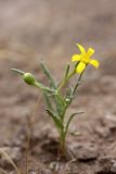 Senecio noeanus