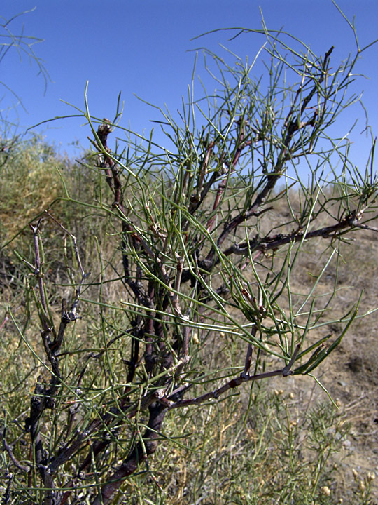 Image of genus Calligonum specimen.