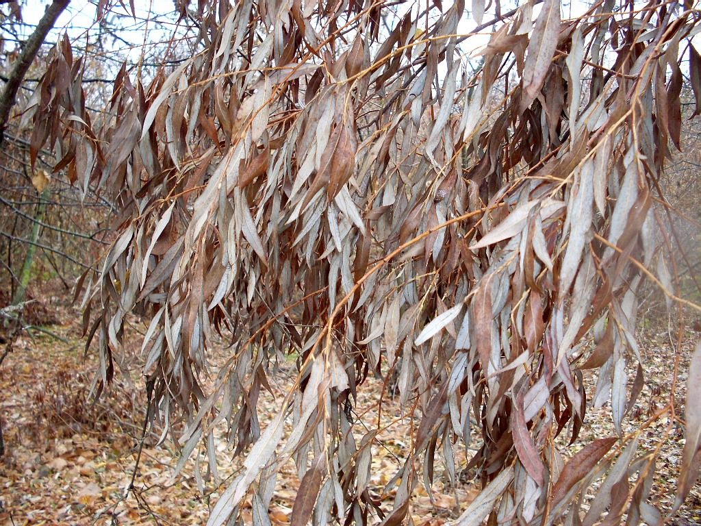 Image of Salix &times; blanda specimen.