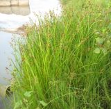 Schoenoplectus triqueter