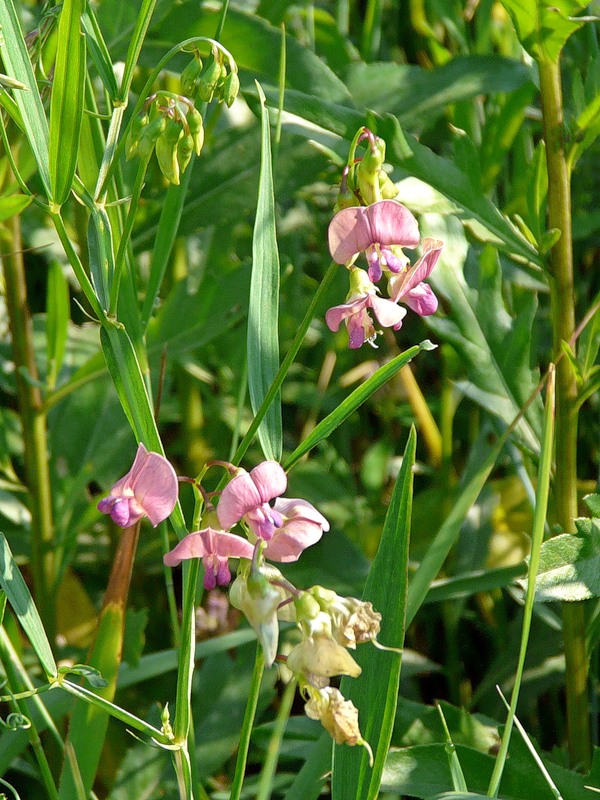 Image of Lathyrus sylvestris specimen.